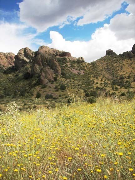 Yellow wildflowers in a desert meadow beneath rocky hills and a partly cloudy sky