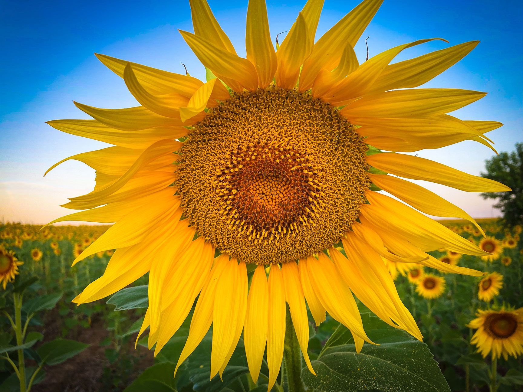 Bright sunflower in bloom against a blue sky, with smaller sunflowers in a field behind it