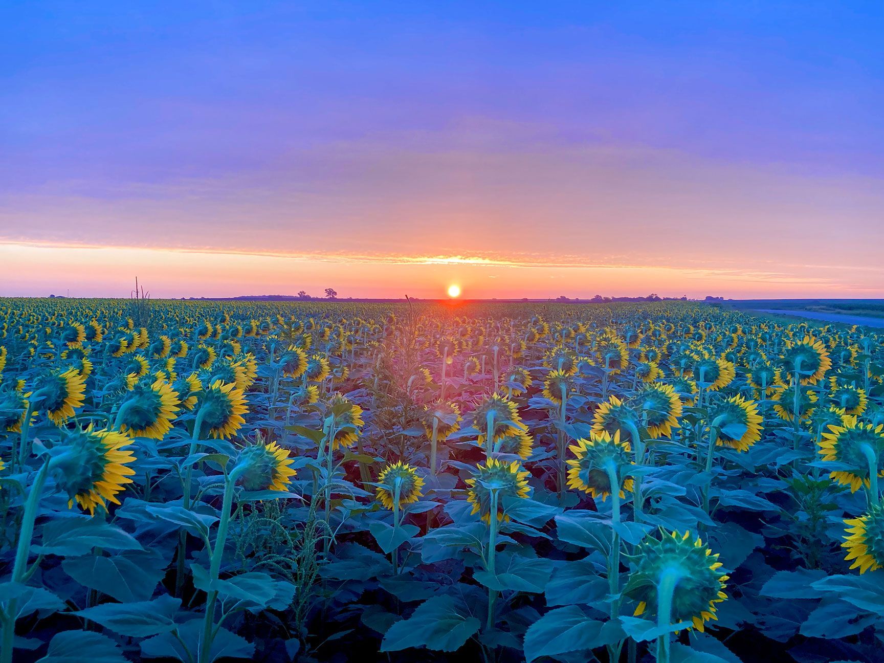 Sunrise over a vast sunflower field, with rows of blue-toned flowers under a pink and orange sky.