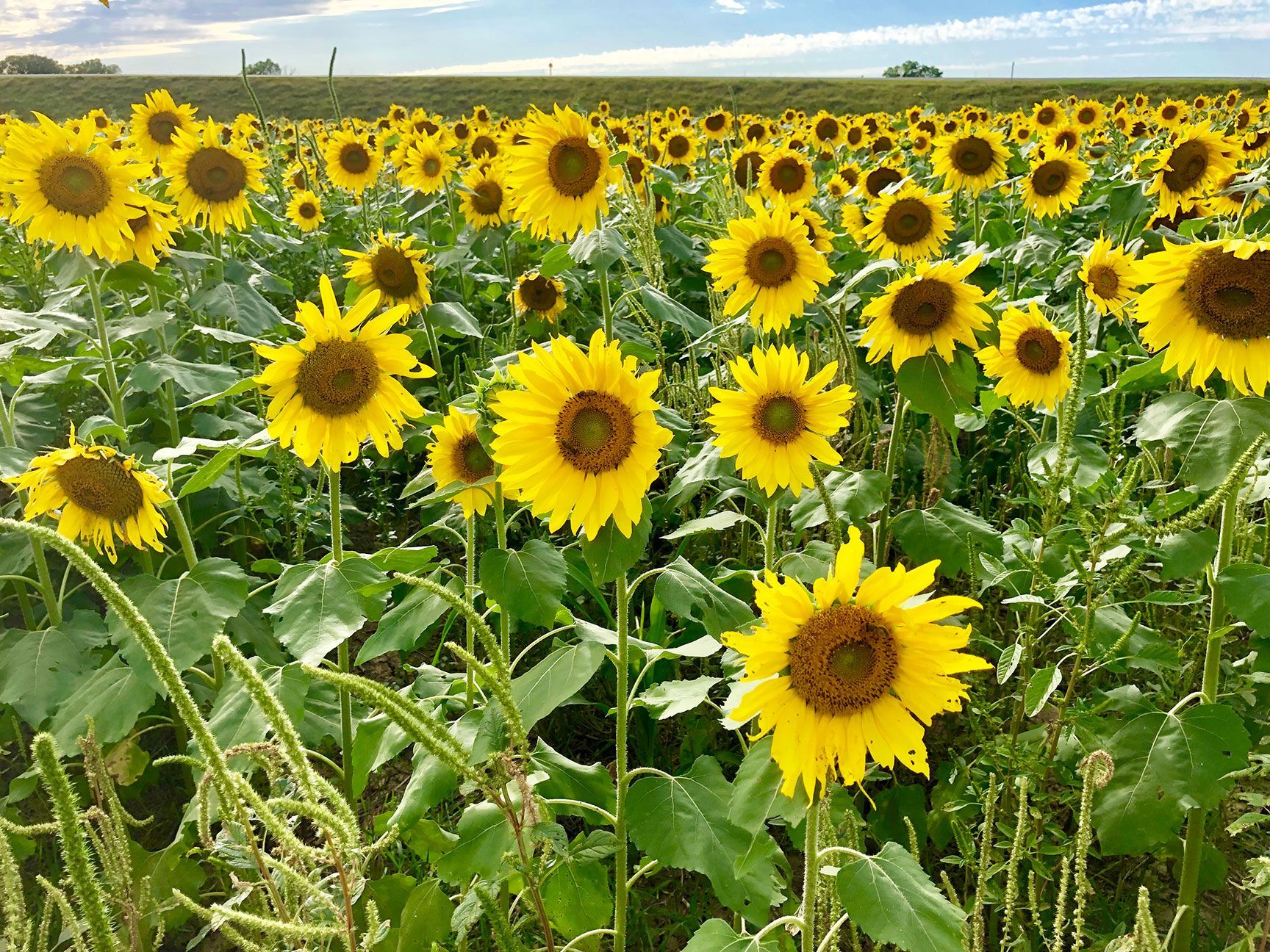 Sunflower field with bright yellow blooms under a partly cloudy sky