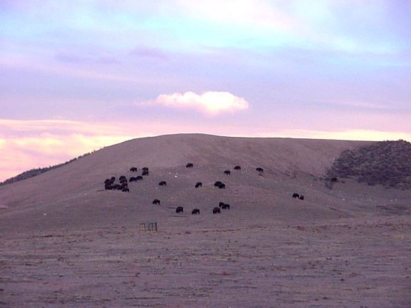 Cattle grazing on a snowy hillside beneath a pastel pink and blue sky, Terry Bison Ranch, Wyoming