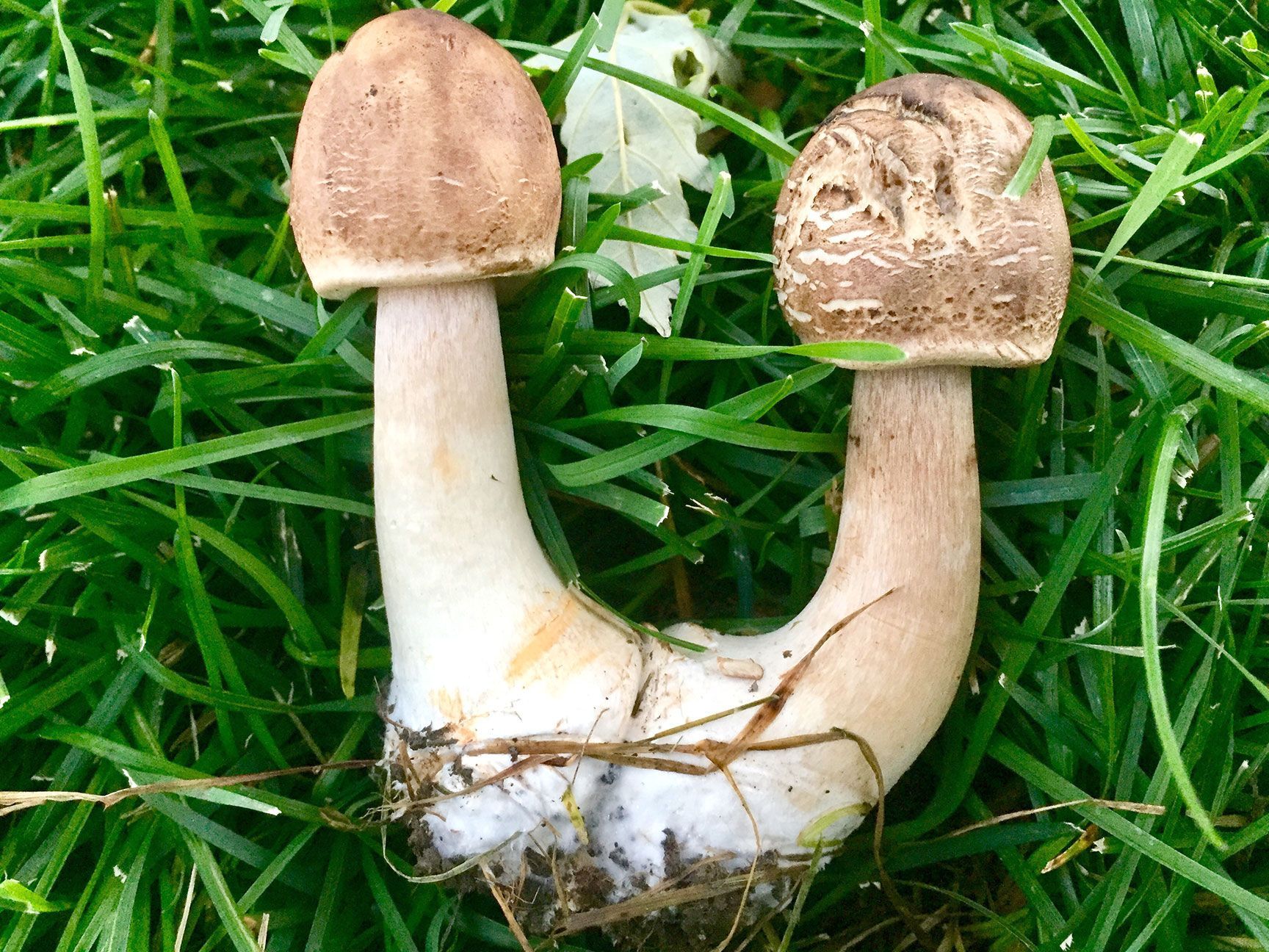 mushrooms