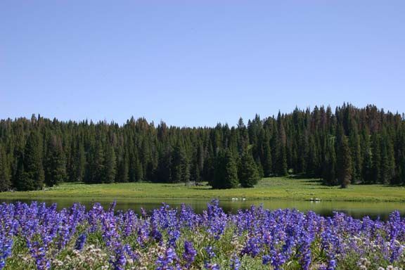 Purple wildflowers in a meadow with a forest and blue sky in the background