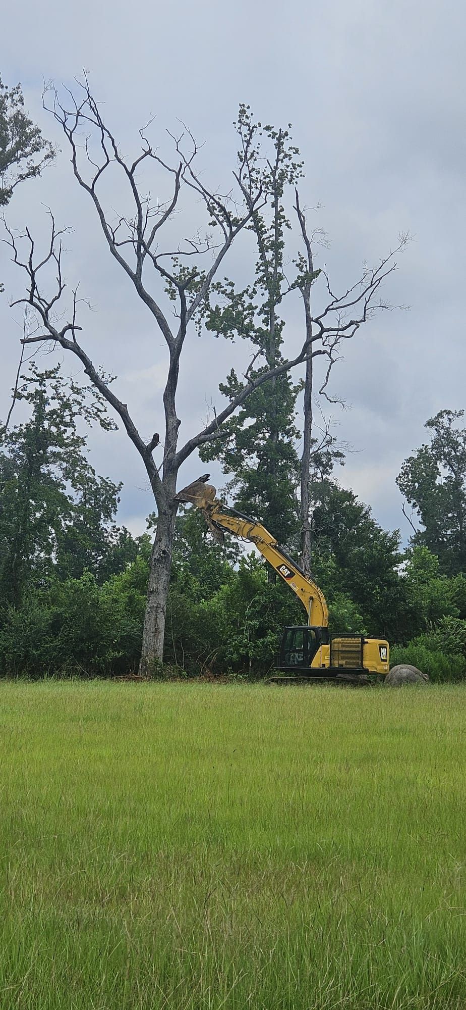 A yellow excavator is cutting down a tree in a field of green grass. Cloudy sky.
