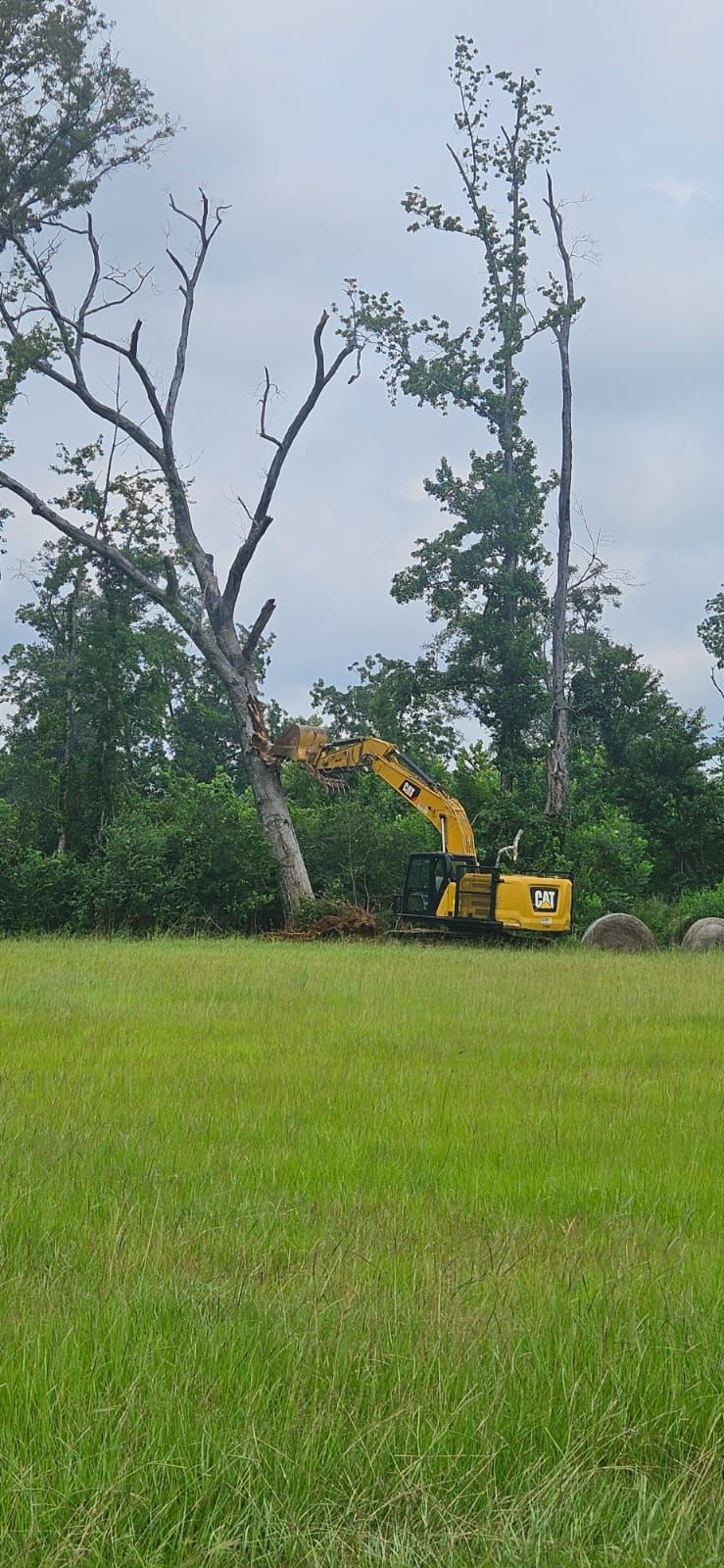A yellow excavator cutting a tree in a field with green grass.