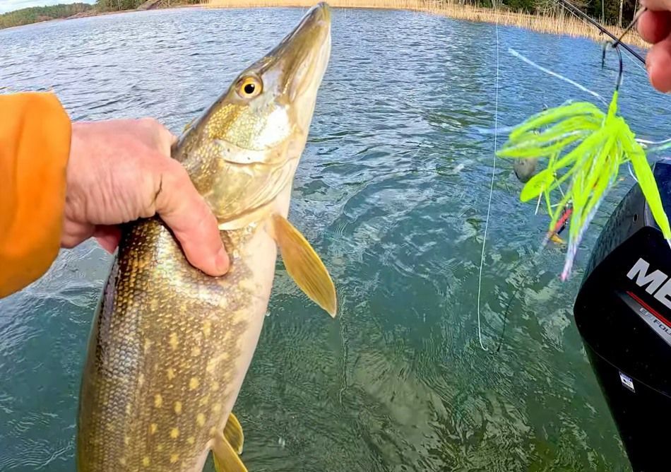 Pike and spinnerbait
