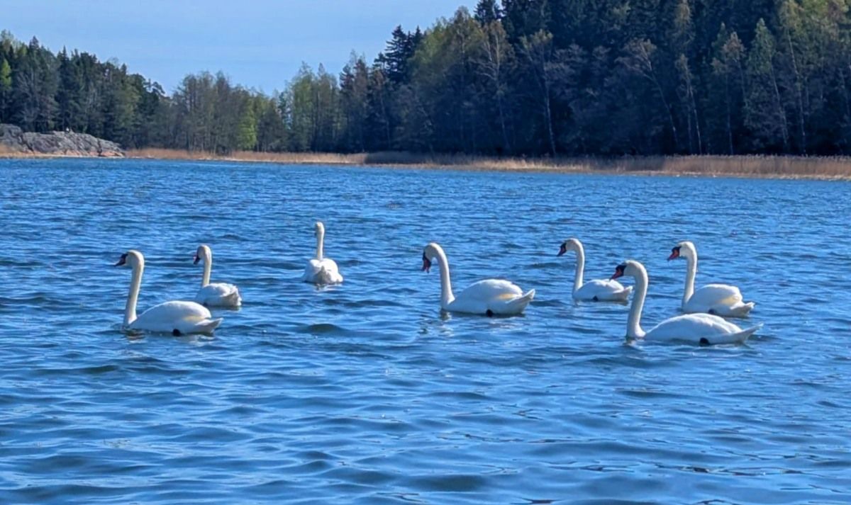 swans coming to Finland in May