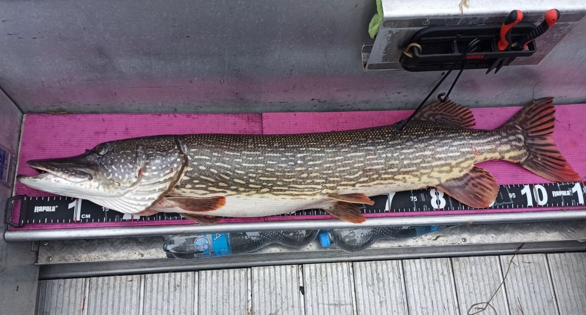 Pike 110 sm from Finland Archipelago