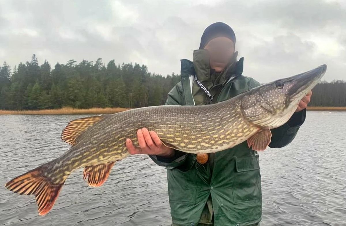 Pike