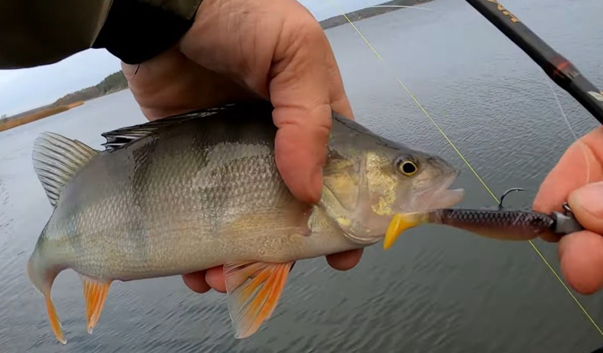 Perch fishing in Finland