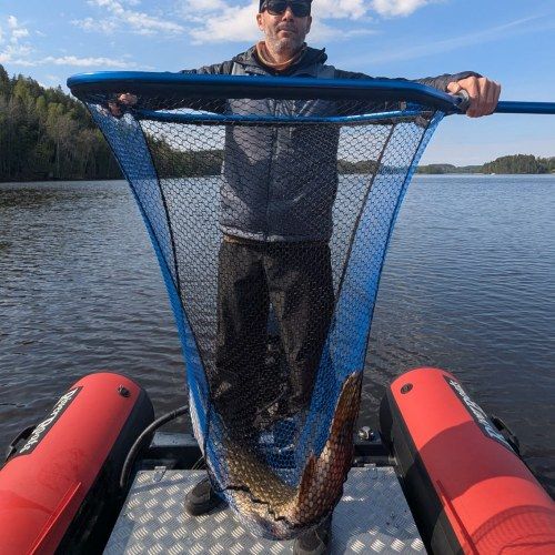 Pike in net