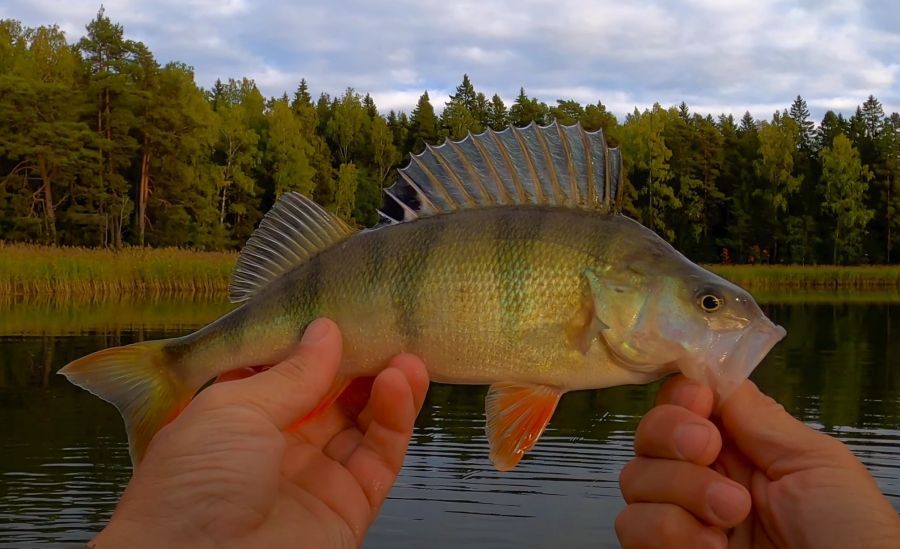 Perch