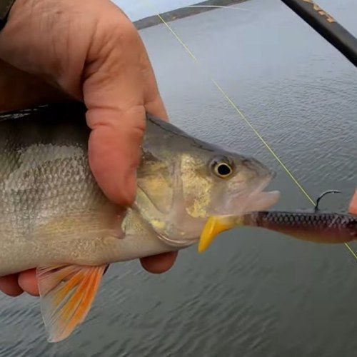 perch