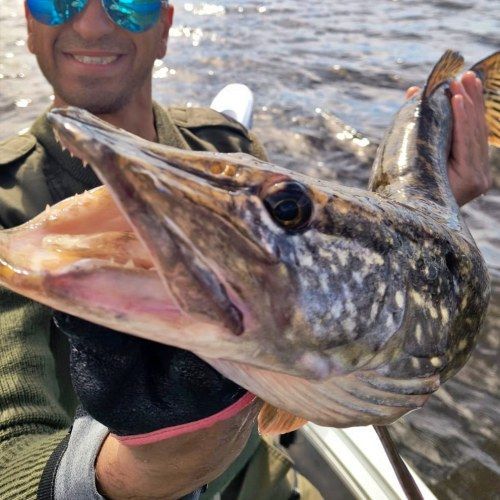 Pike from Lohja Lake