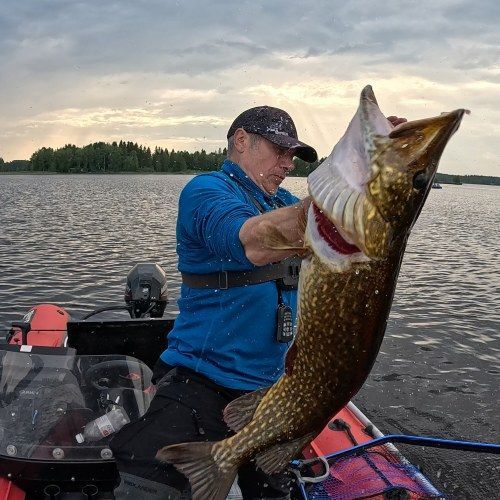 pike strike