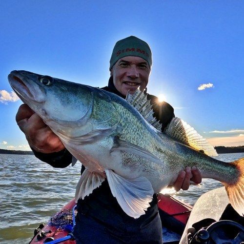 zander