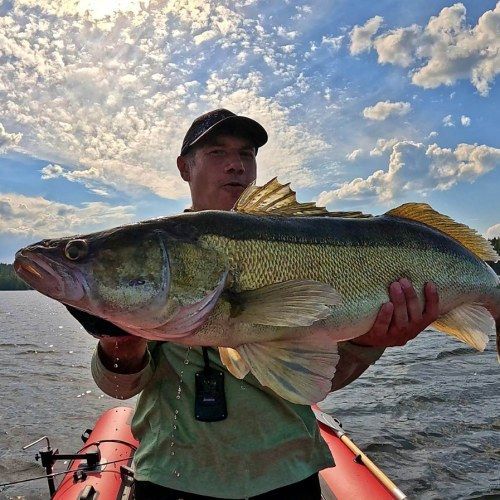 zander