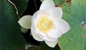 A white lotus flower with a yellow center is surrounded by green leaves.