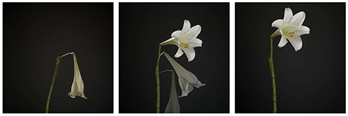 Three pictures of a white flower on a black background.