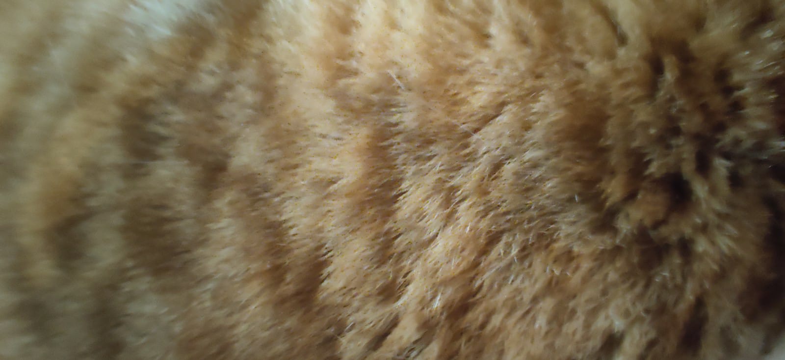 Close-up van de vacht van een oranje gestreepte kat, waarop de textuur en het patroon van de vacht te zien zijn.