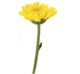 fiore non ancora sbocciato