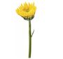 fiore non ancora sbocciato