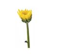 fiore non ancora sbocciato