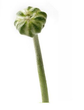 fiore non ancora sbocciato