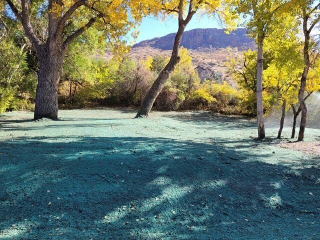 Shaded park clearing with trees and a distant mountain under bright sunlight
