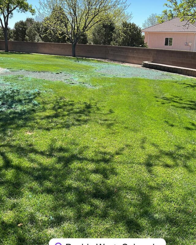 Bright green lawn in a fenced backyard with trees and a house in the background.