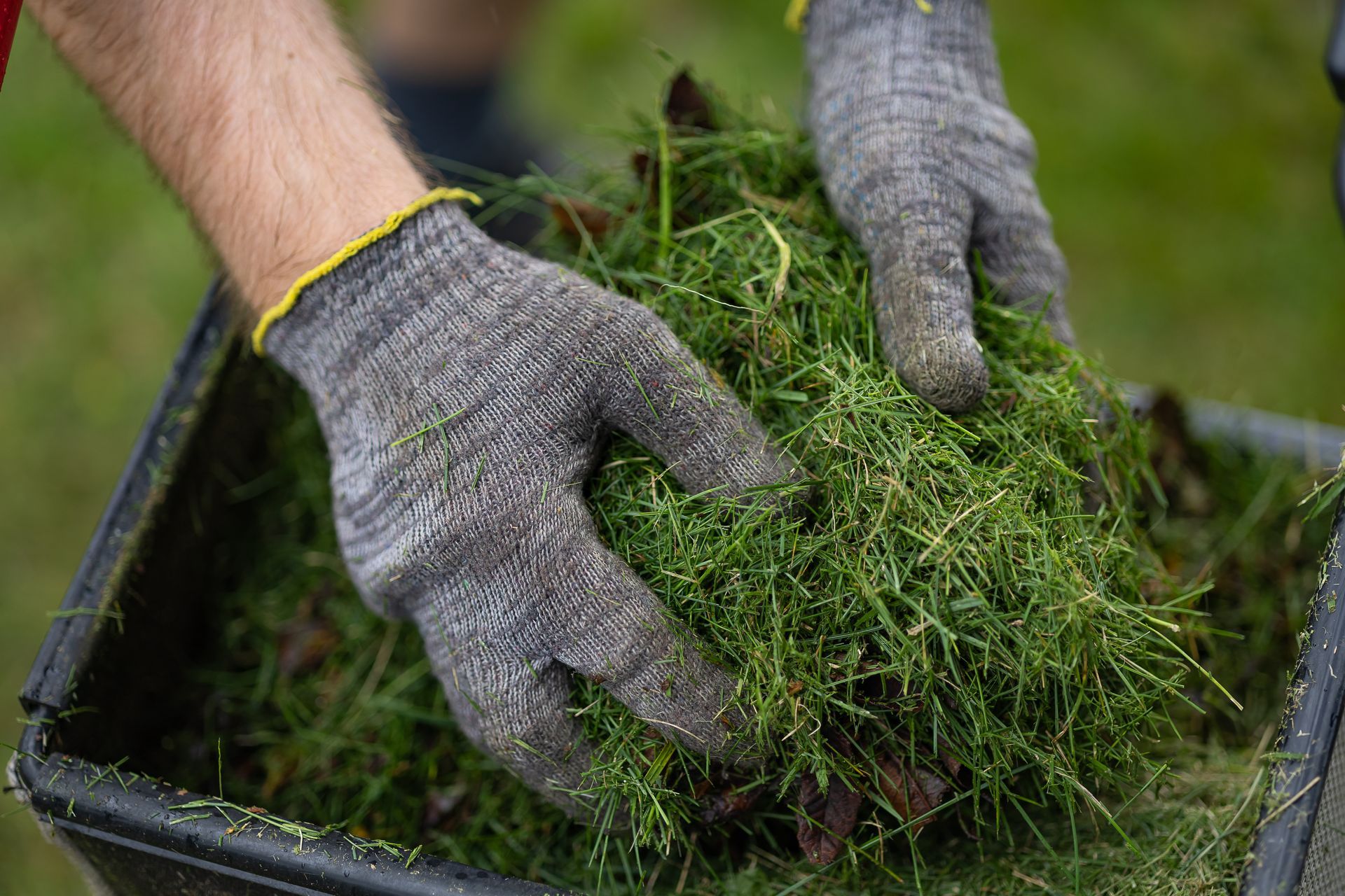Gloved hands handling a pile of green grass or moss in a black tray