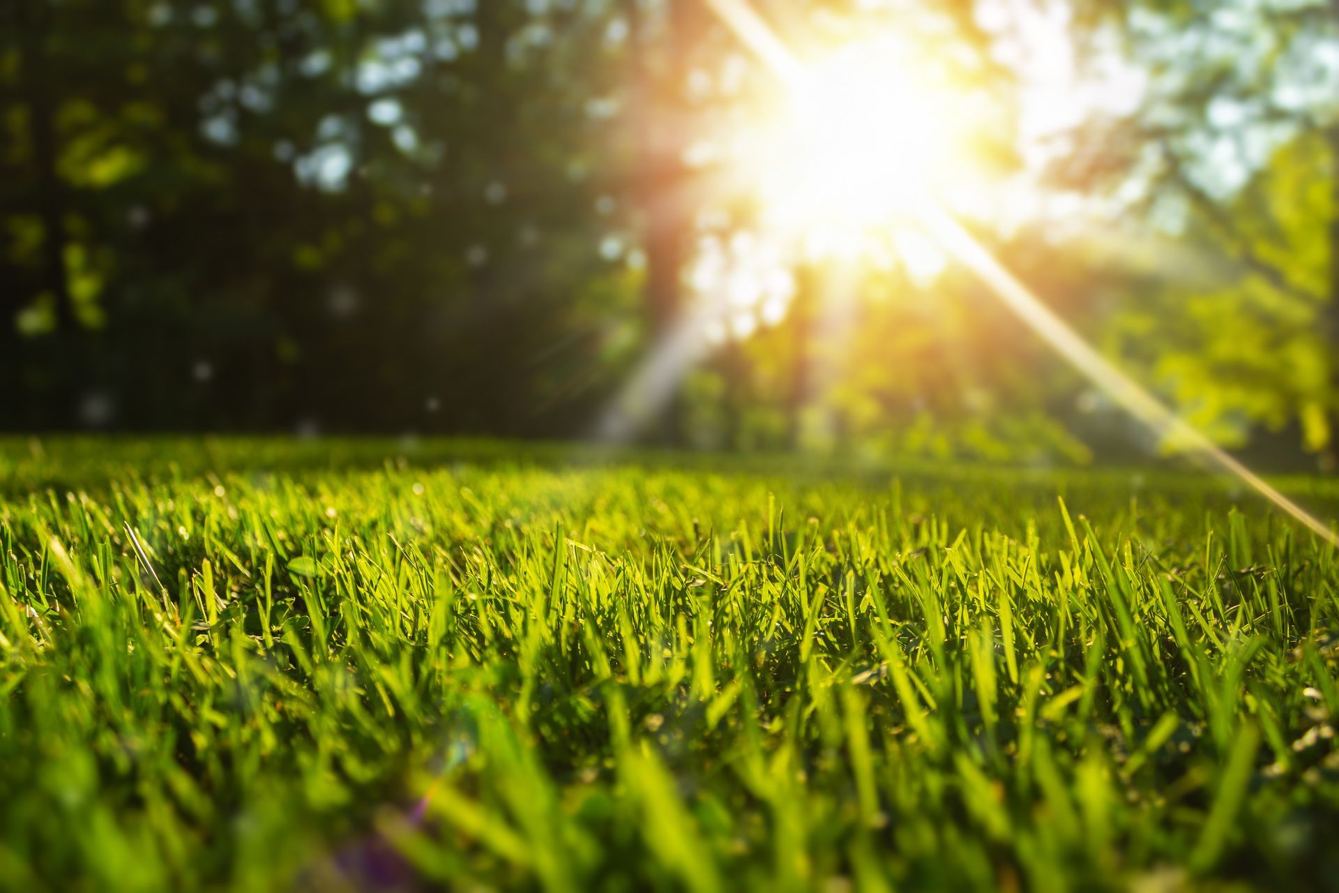 Sunlit green grass in a park with bright sunlight streaming through trees