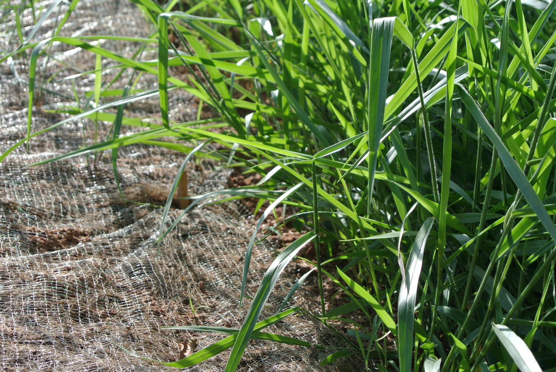 Green grass growing through a worn wire mesh fence in a sunlit outdoor area