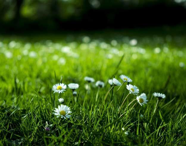 White daisies blooming in green grass with a dark blurred background White daisies blooming in green grass with a dark blurred background