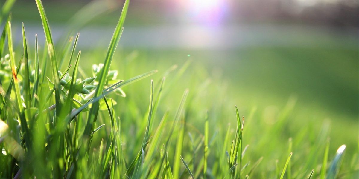 Sunlit close-up of green grass blades with a soft purple sky and bright bokeh background