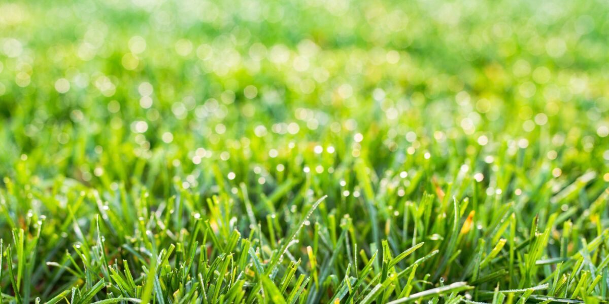 Close-up of lush green grass with sunlight glinting on the blades Close-up of lush green grass with sunlight glinting on the blades