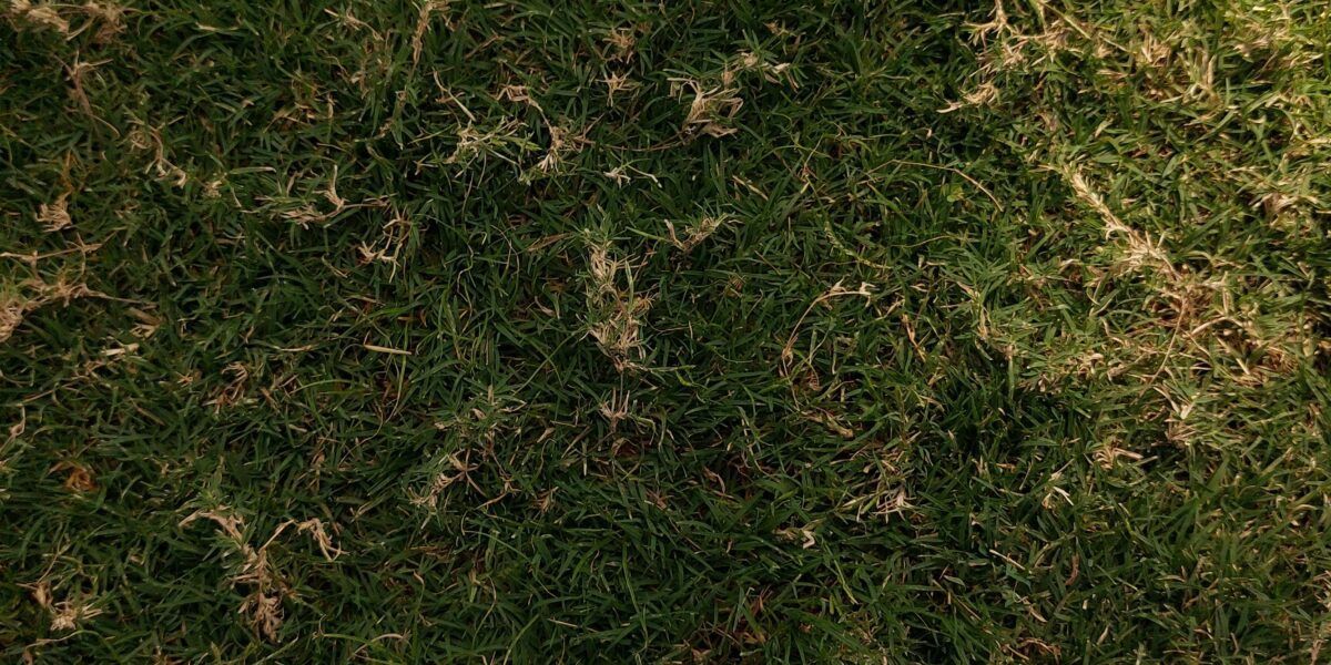 Patchy green-brown grass covering the ground, with scattered dry leaves and twigs
