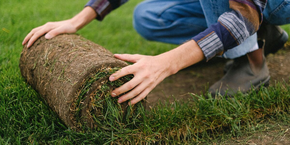 Hands rolling a rolled-up roll of sod onto green grass