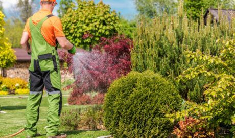 Gardener in green overalls watering colorful shrubs in a sunny garden