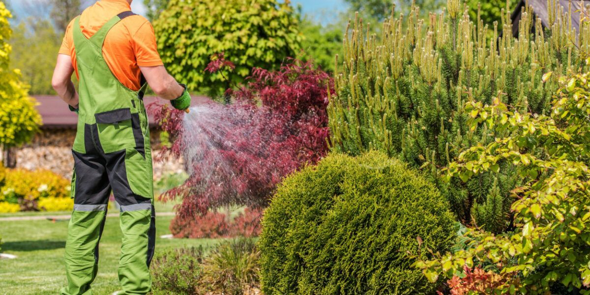 Gardener spraying water on colorful shrubs in a sunny landscaped garden Gardener spraying water on colorful shrubs in a sunny landscaped garden