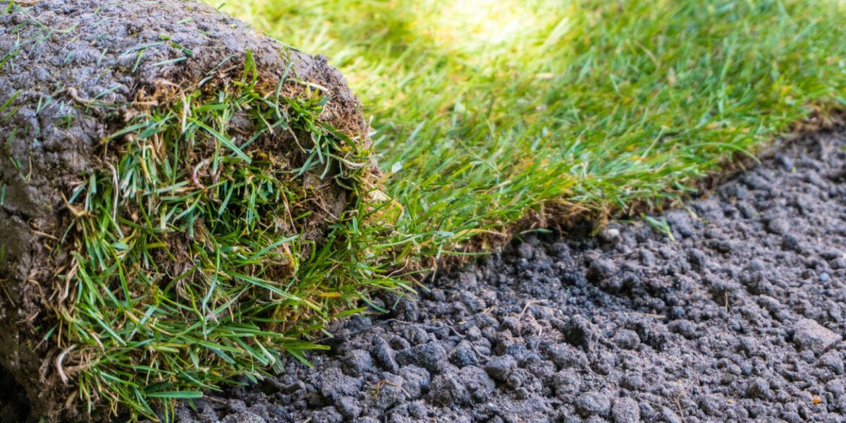 Rolled-up sod with green grass and dark soil, showing fresh turf installation Rolled-up sod with green grass and dark soil, showing fresh turf installation