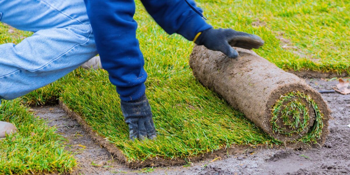 Worker rolling up rolled turf on a grassy lawn Worker rolling up rolled turf on a grassy lawn