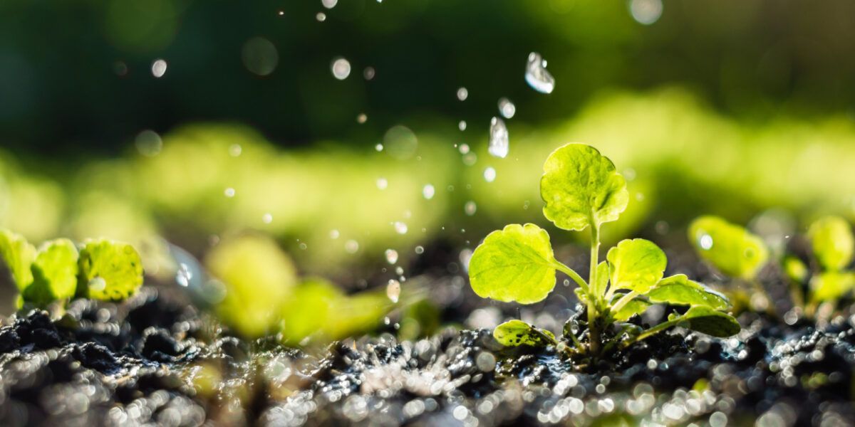 Close-up of green seedlings sprouting from dark soil with water droplets falling in sunlight Close-up of green seedlings sprouting from dark soil with water droplets falling in sunlight