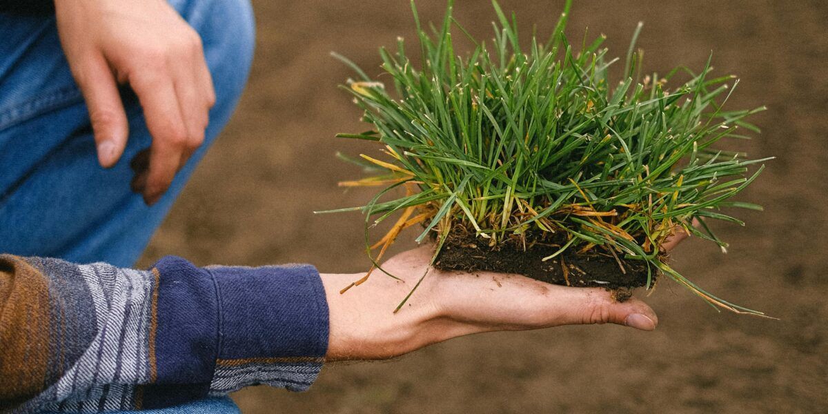 Hand holding a clump of green grass with soil, beside a kneeling person outdoors.