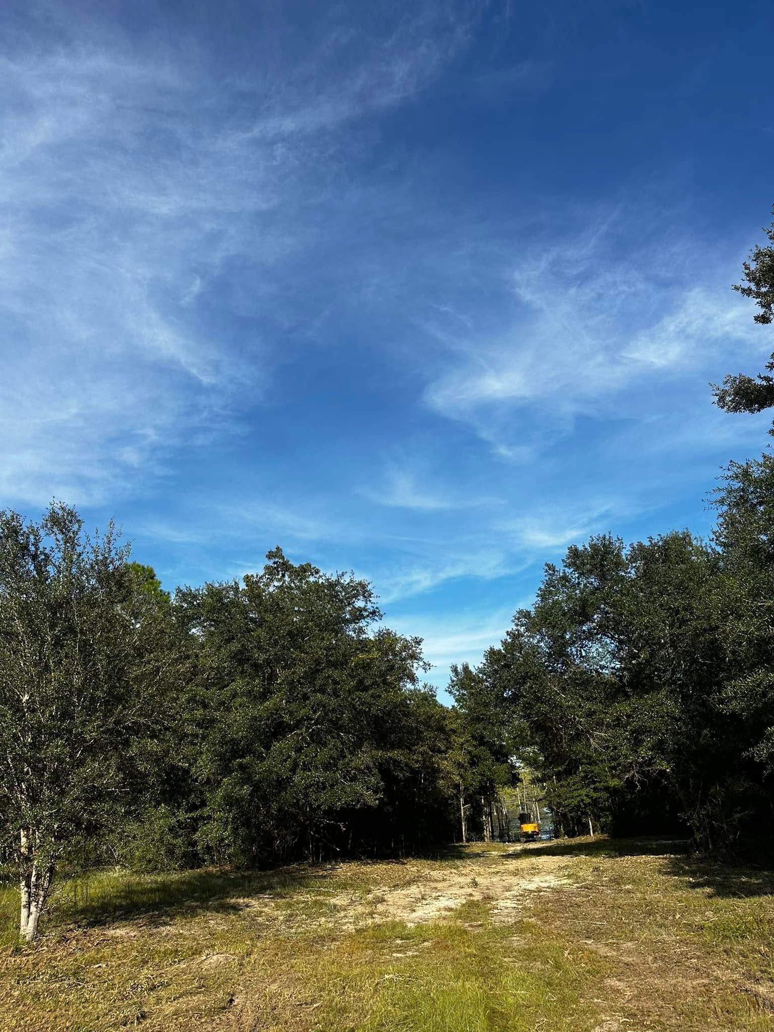 Grassy path between dense green trees under a bright blue sky with wispy clouds