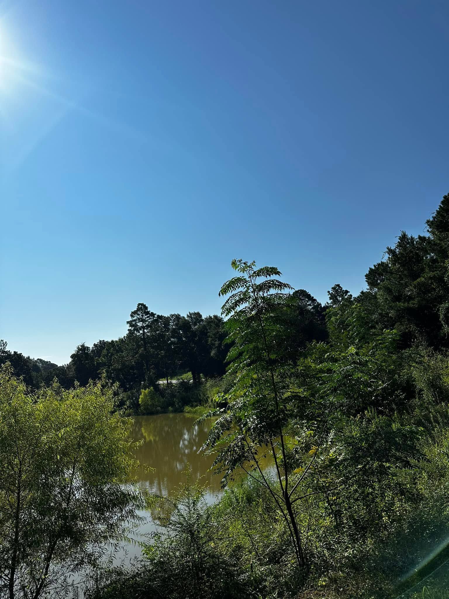 Sunlit riverbank with dense green trees under a clear blue sky