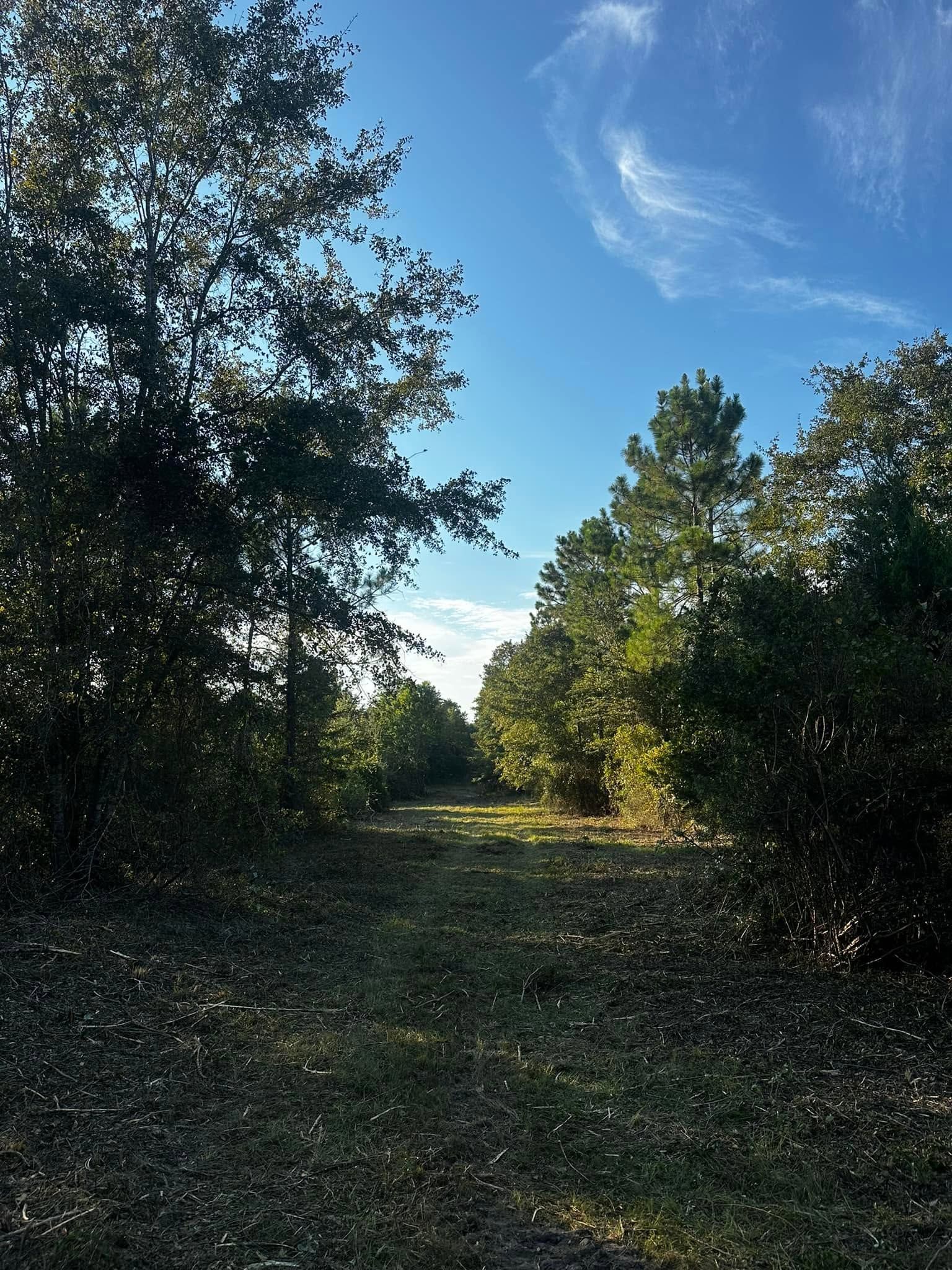 Sunlit dirt path through trees under a clear blue sky with wispy clouds