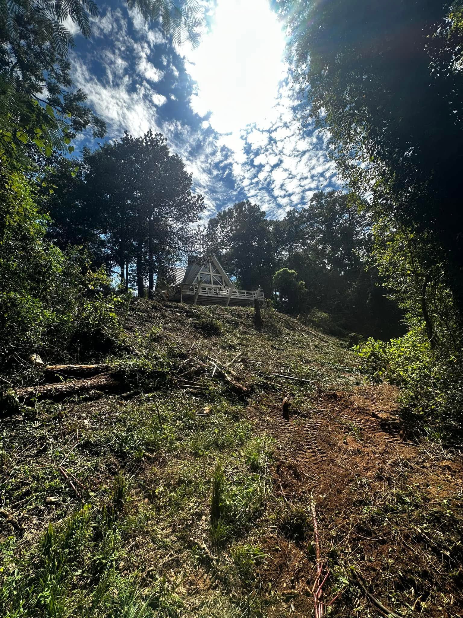 Sunlit wooded hillside with dense green trees and undergrowth under a bright sky
