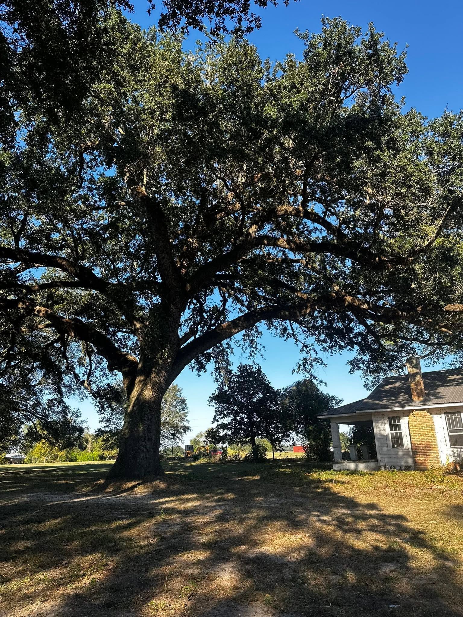 Large oak tree casting shade over a grassy yard beside a small building under a blue sky