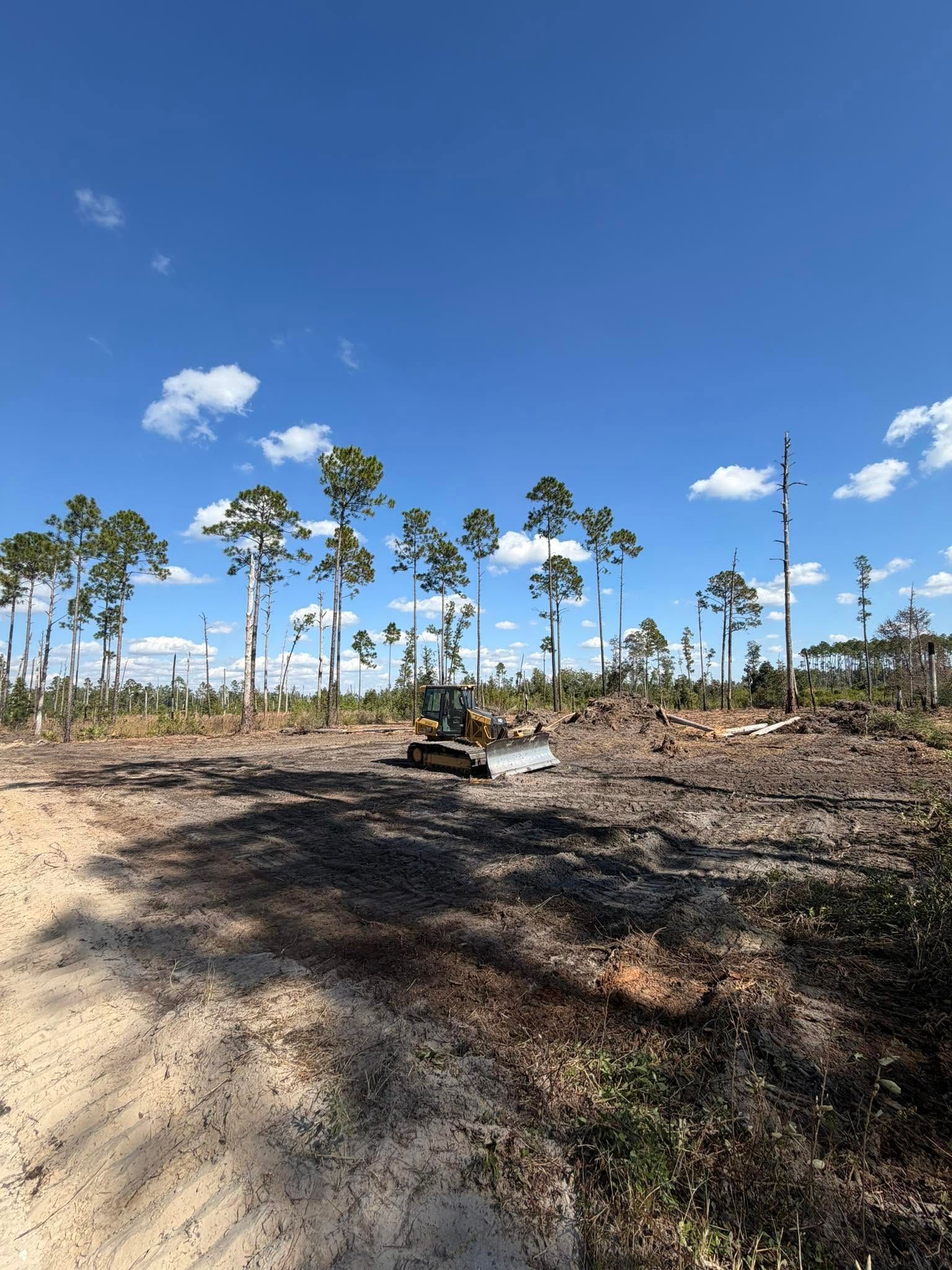 Clear-cut field with burned ground, a dirt path, and scattered palm trees under a bright blue sky.